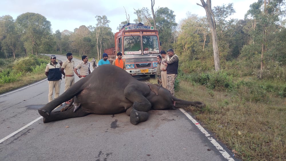 gundlupete elephant death