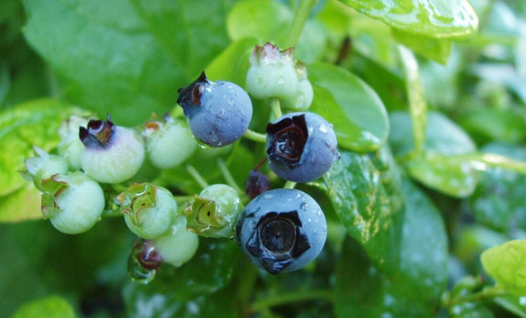 blue berry