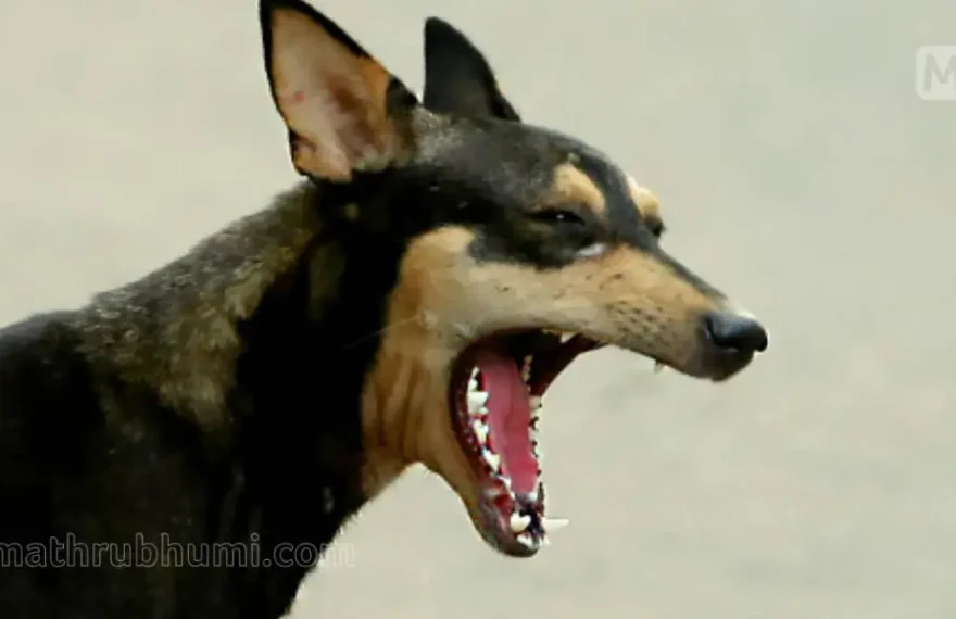 street dog