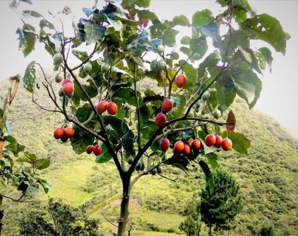 Tamarillo is a fruit native to South America