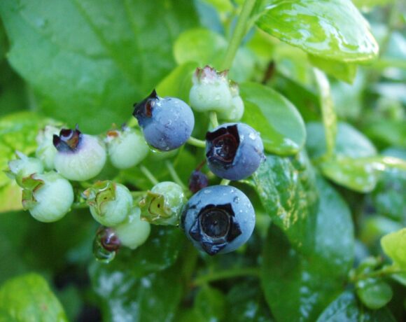 blue berry