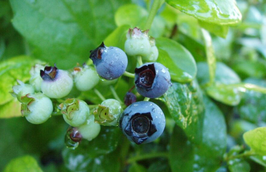 blue berry