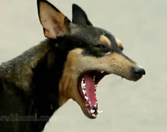 street dog