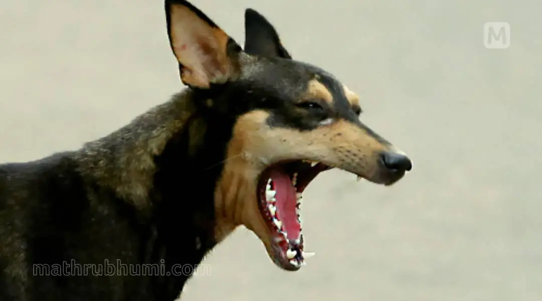 street dog