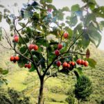Tamarillo is a fruit native to South America