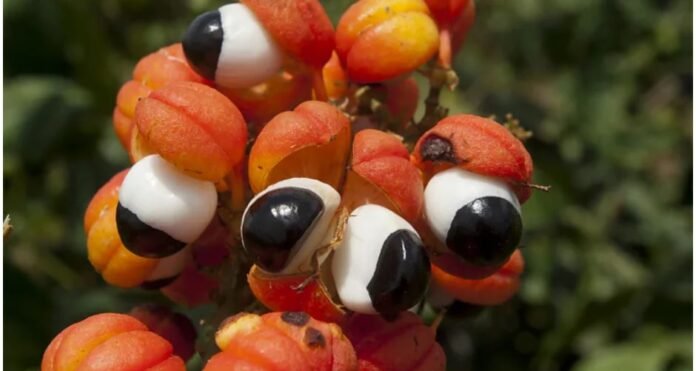 The fruit is edible, but the seeds are expensive