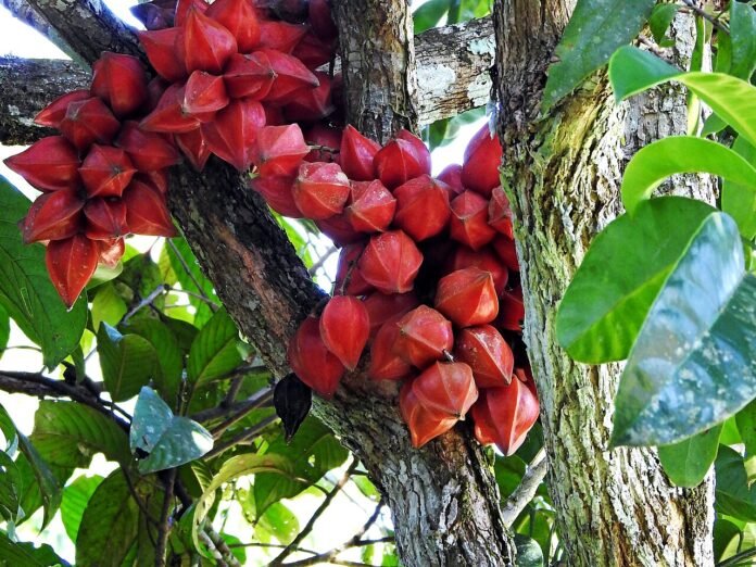 Baccarat Anguilla Fruit | Belimbing Red Sweet Sour Fruit