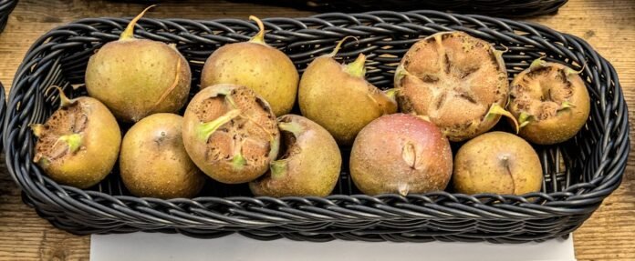 Mespilus germanica fruit | A fruit that takes a long time to ripen