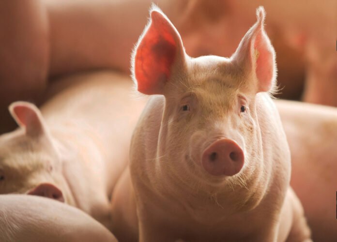 Pig, also known as swine, pig, hog