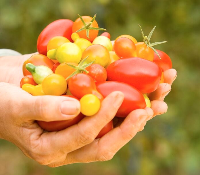 The country that grows the most tomatoes