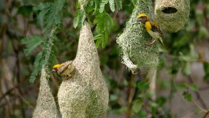 Silkworms are made from birds' nests